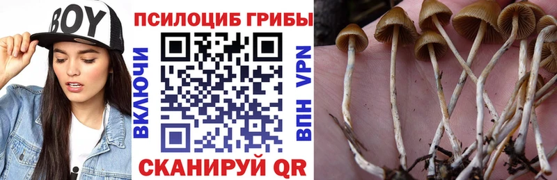 Псилоцибиновые грибы Cubensis  дарнет шоп  Тосно 